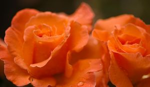 Preview wallpaper roses, flowers, drops, petals, orange, macro