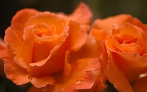 Preview wallpaper roses, flowers, drops, petals, orange, macro