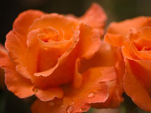 Preview wallpaper roses, flowers, drops, petals, orange, macro