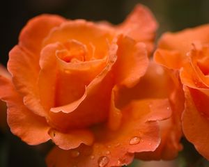 Preview wallpaper roses, flowers, drops, petals, orange, macro