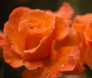 Preview wallpaper roses, flowers, drops, petals, orange, macro