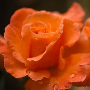 Preview wallpaper roses, flowers, drops, petals, orange, macro