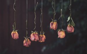 Preview wallpaper roses, flowers, dry, withered, pink