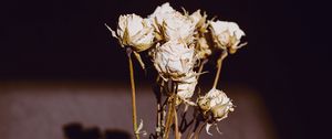 Preview wallpaper roses, flowers, dry, herbarium