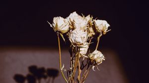 Preview wallpaper roses, flowers, dry, herbarium