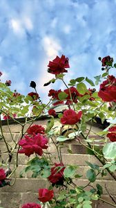 Preview wallpaper roses, flowers, facade, plants