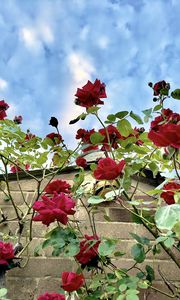 Preview wallpaper roses, flowers, facade, plants