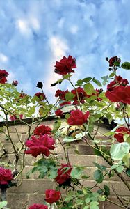 Preview wallpaper roses, flowers, facade, plants