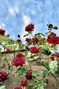 Preview wallpaper roses, flowers, facade, plants