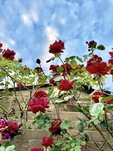 Preview wallpaper roses, flowers, facade, plants