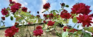 Preview wallpaper roses, flowers, facade, plants