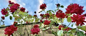 Preview wallpaper roses, flowers, facade, plants