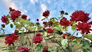 Preview wallpaper roses, flowers, facade, plants