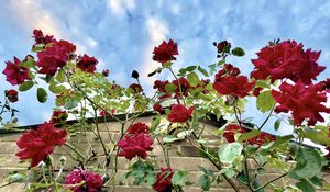 Preview wallpaper roses, flowers, facade, plants