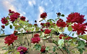 Preview wallpaper roses, flowers, facade, plants