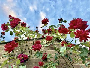 Preview wallpaper roses, flowers, facade, plants