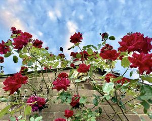 Preview wallpaper roses, flowers, facade, plants