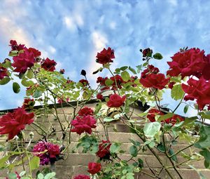 Preview wallpaper roses, flowers, facade, plants