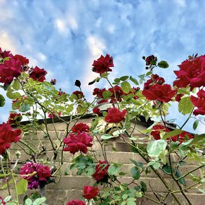 Preview wallpaper roses, flowers, facade, plants