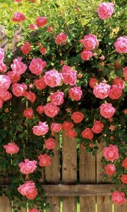 Preview wallpaper roses, flowers, fences, greens