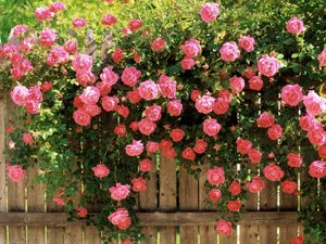 Preview wallpaper roses, flowers, fences, greens