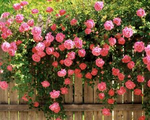 Preview wallpaper roses, flowers, fences, greens