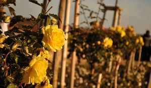 Preview wallpaper roses, flowers, fences, glare, summer