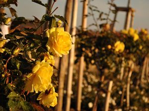 Preview wallpaper roses, flowers, fences, glare, summer