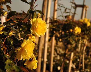 Preview wallpaper roses, flowers, fences, glare, summer