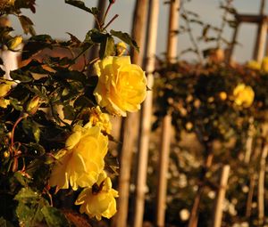 Preview wallpaper roses, flowers, fences, glare, summer