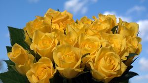 Preview wallpaper roses, flowers, flower, yellow, sky, drops