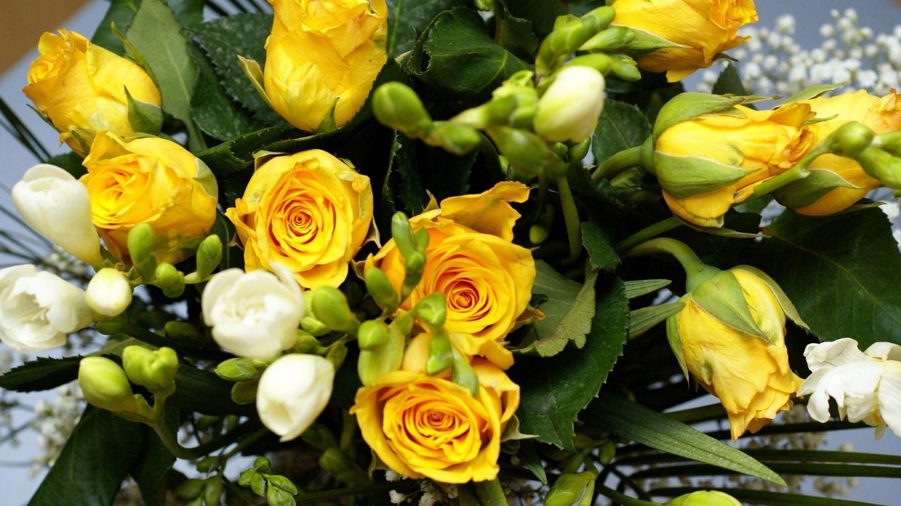 Wallpaper roses, flowers, flower, yellow, leaves, beauty