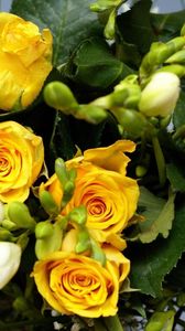 Preview wallpaper roses, flowers, flower, yellow, leaves, beauty