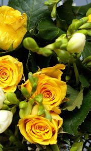 Preview wallpaper roses, flowers, flower, yellow, leaves, beauty