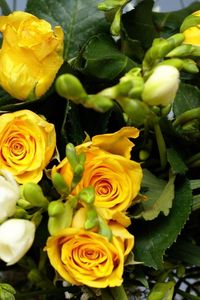 Preview wallpaper roses, flowers, flower, yellow, leaves, beauty