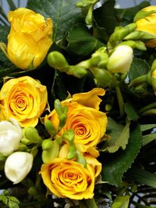 Preview wallpaper roses, flowers, flower, yellow, leaves, beauty