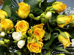 Preview wallpaper roses, flowers, flower, yellow, leaves, beauty