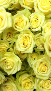 Preview wallpaper roses, flowers, flower, yellow, drop, wet
