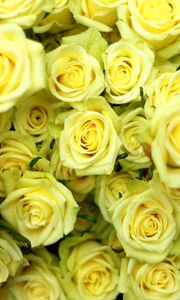 Preview wallpaper roses, flowers, flower, yellow, drop, wet