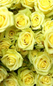 Preview wallpaper roses, flowers, flower, yellow, drop, wet