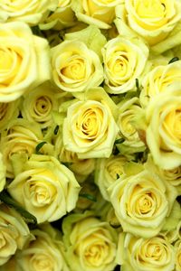 Preview wallpaper roses, flowers, flower, yellow, drop, wet