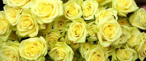 Preview wallpaper roses, flowers, flower, yellow, drop, wet