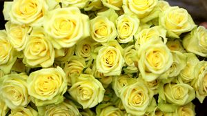 Preview wallpaper roses, flowers, flower, yellow, drop, wet