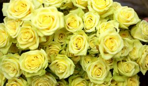 Preview wallpaper roses, flowers, flower, yellow, drop, wet