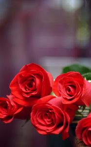 Preview wallpaper roses, flowers, flower, red, are