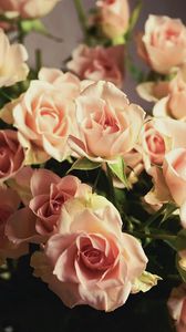 Preview wallpaper roses, flowers, flower, sharpness, tenderness