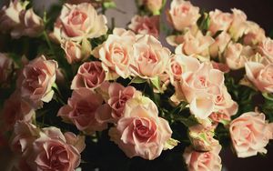 Preview wallpaper roses, flowers, flower, sharpness, tenderness