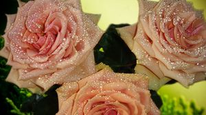 Preview wallpaper roses, flowers, flower, buds, petals, dew drops