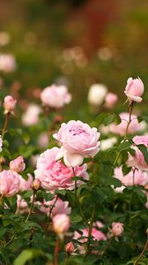 Preview wallpaper roses, flowers, flowerbed, garden, sharpness