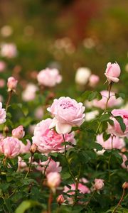 Preview wallpaper roses, flowers, flowerbed, garden, sharpness